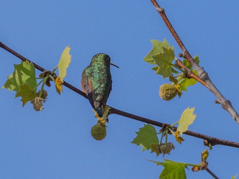 Allen's Hummingbird - James Kendall
