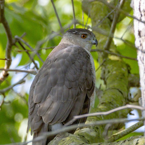 Cooper's Hawk - James Kendall