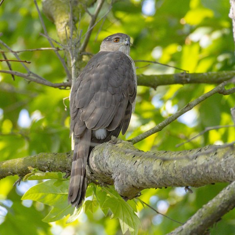 Cooper's Hawk - James Kendall