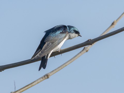 Tree Swallow - James Kendall