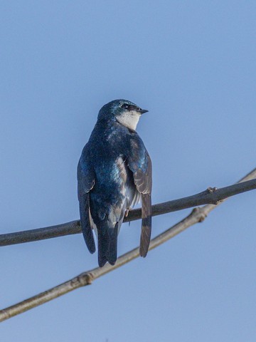 Tree Swallow - James Kendall