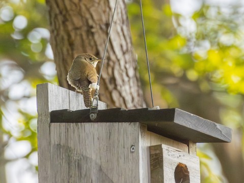 Northern House Wren - James Kendall