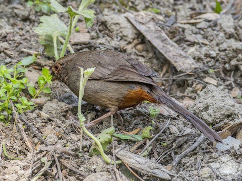 California Towhee - James Kendall