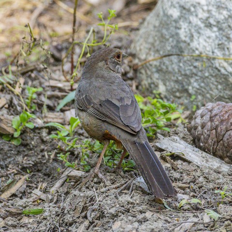 California Towhee - James Kendall