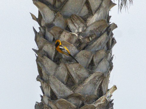 Hooded Oriole - James Kendall