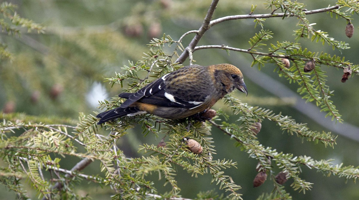 White-winged Crossbill - Amy Henrici
