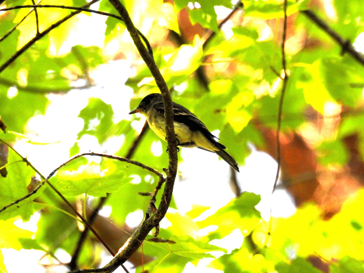 Virginia Breeding Bird Atlas Checklist - 6 Aug 2017 - Little Creek ...