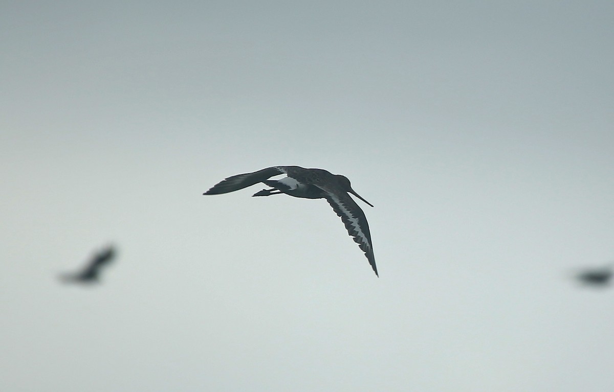 Black-tailed Godwit - Paul Chapman