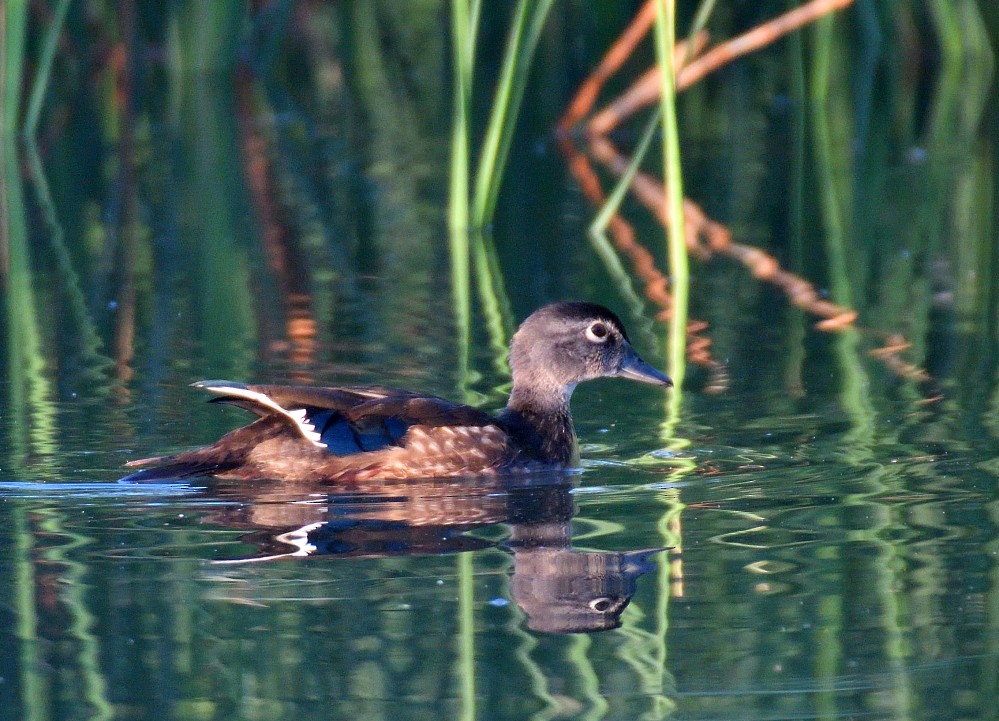 Wood Duck - Roy Fisher