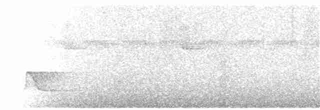 White-necked Thrush - ML65376061