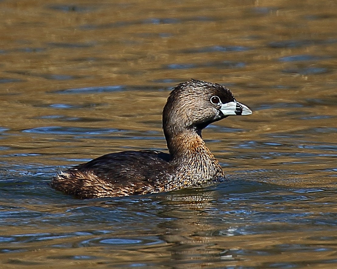 Pied-billed Grebe - Ryan Candee
