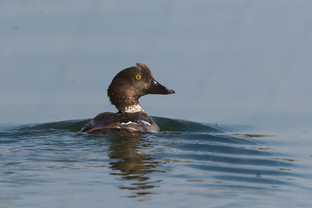 Common Goldeneye