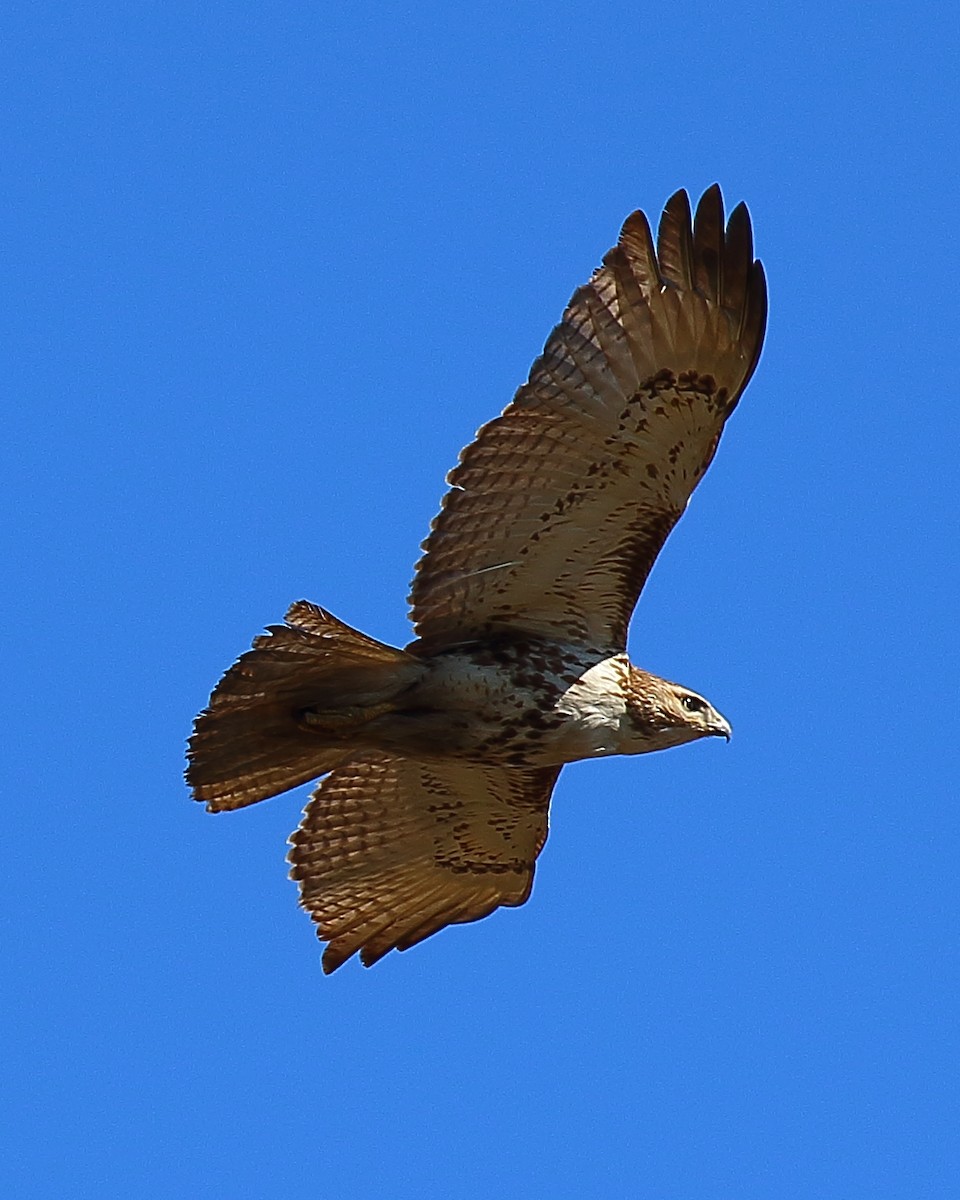 Red-tailed Hawk - Ryan Candee