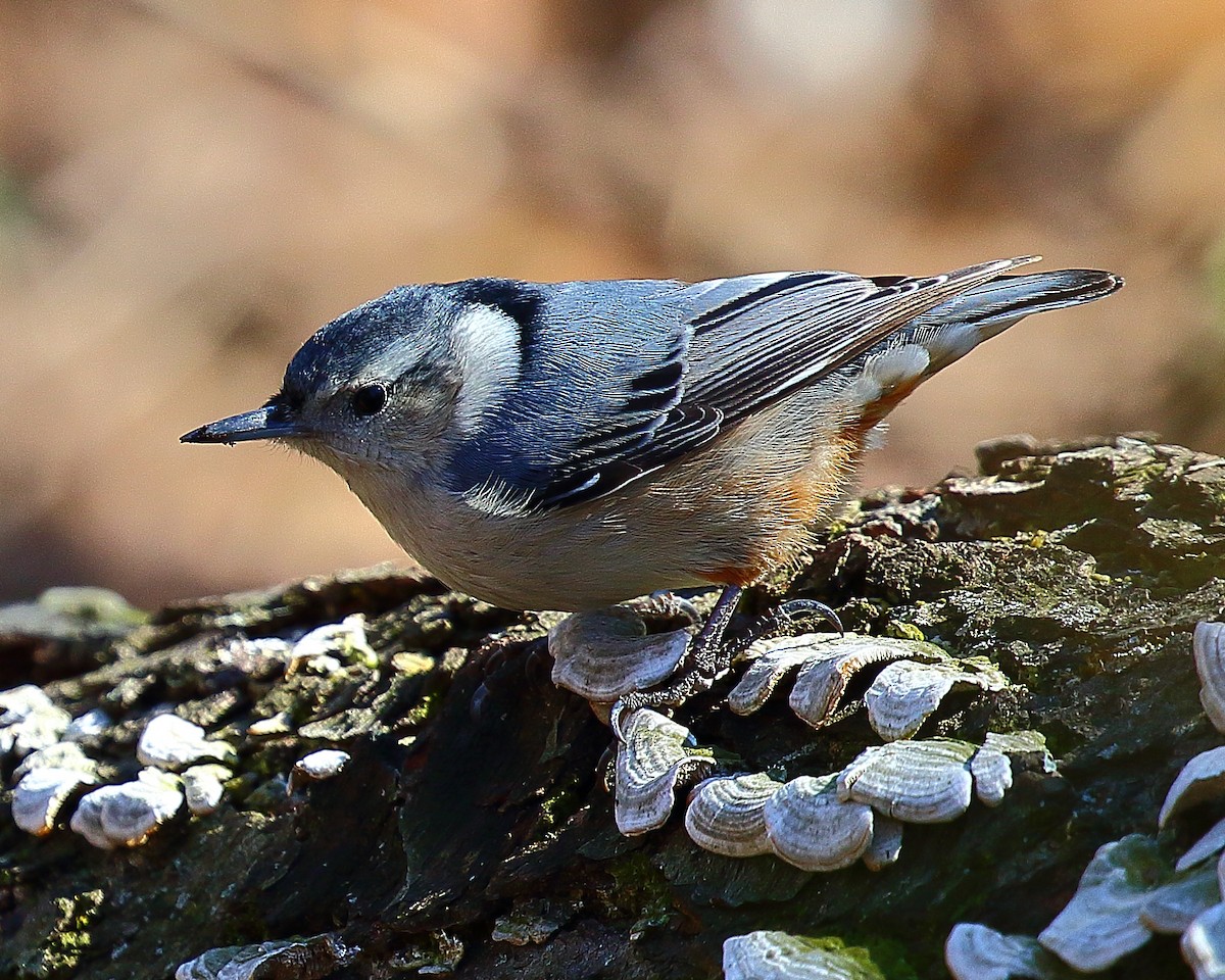 White-breasted Nuthatch - Ryan Candee
