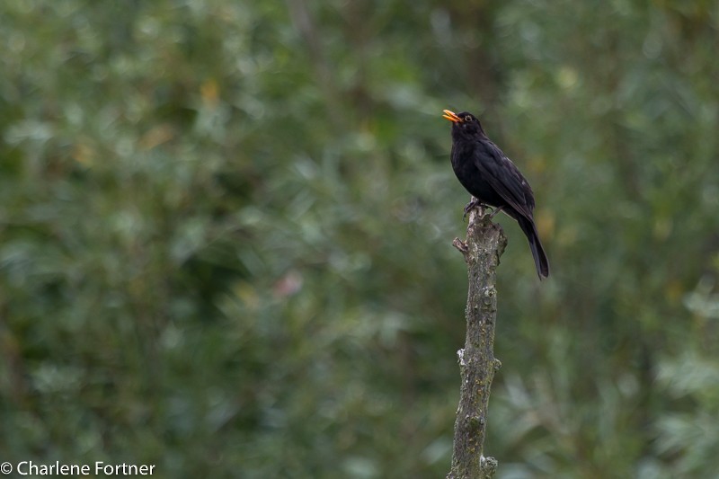 Eurasian Blackbird - ML65377961