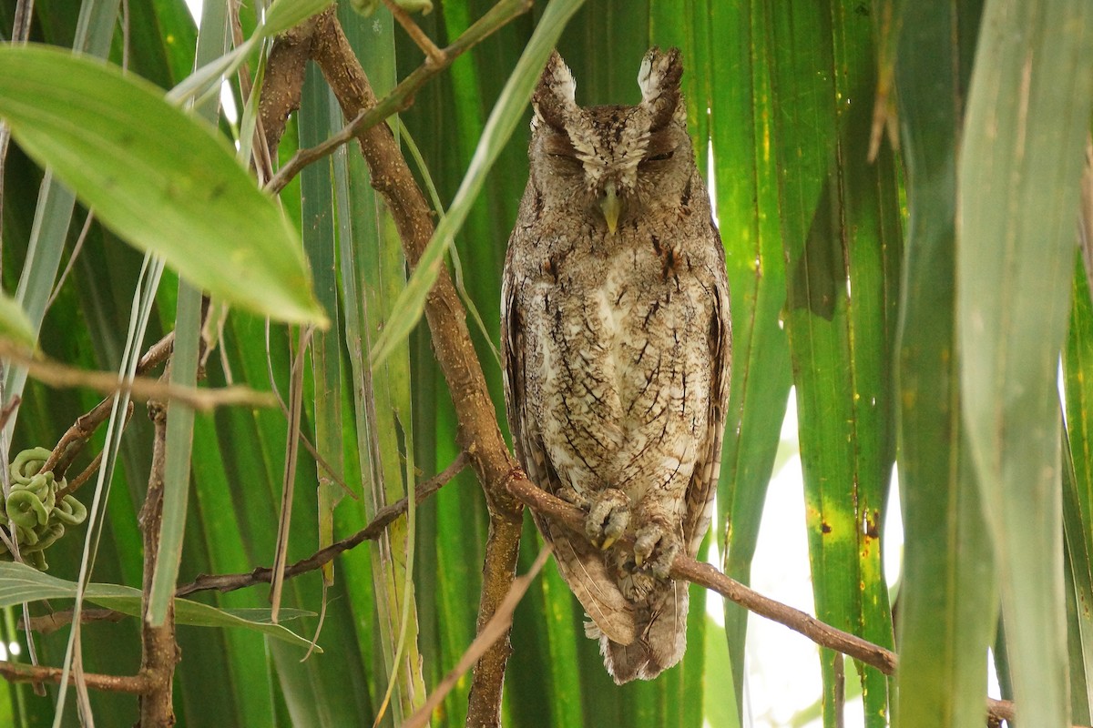 Pacific Screech-Owl - Réal Boulet 🦆