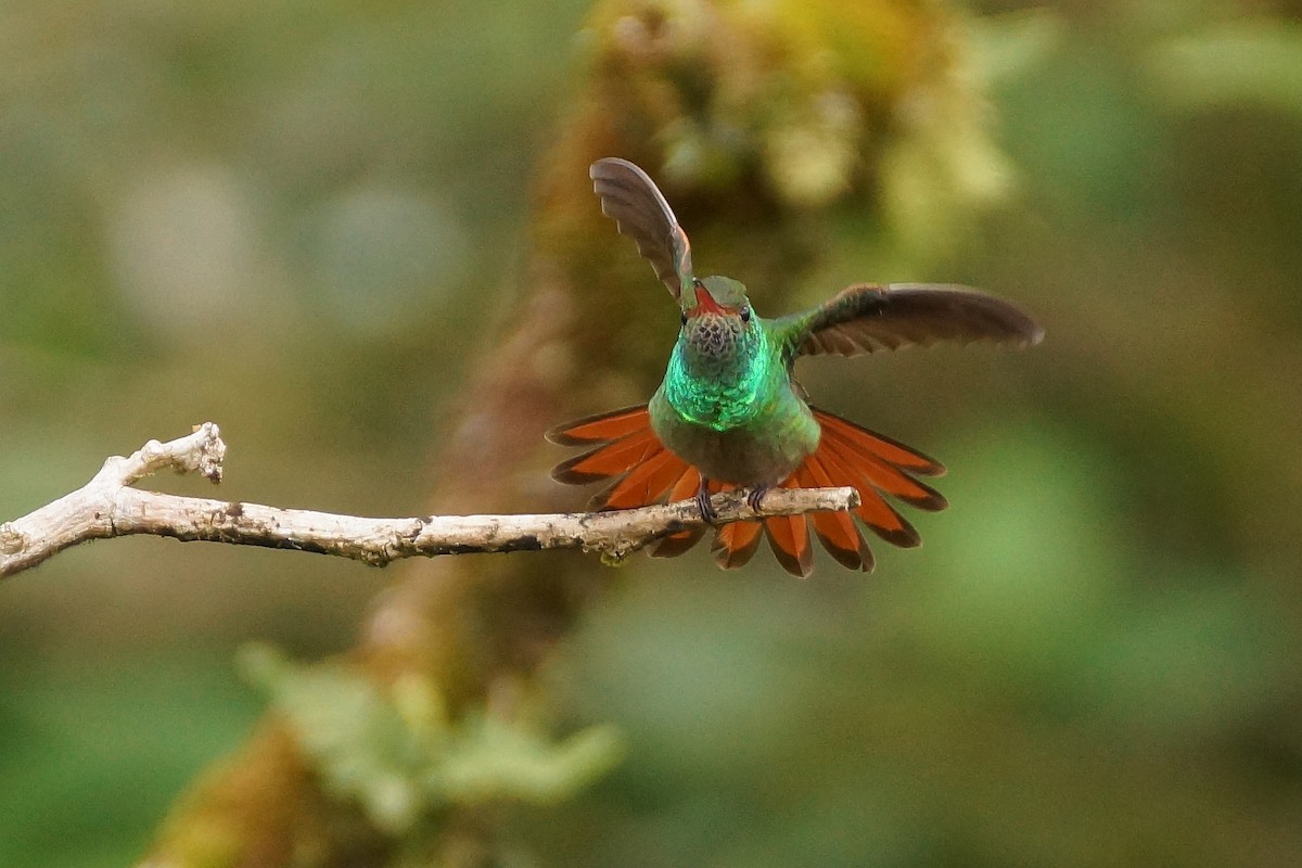 Rufous-tailed Hummingbird - ML65379701