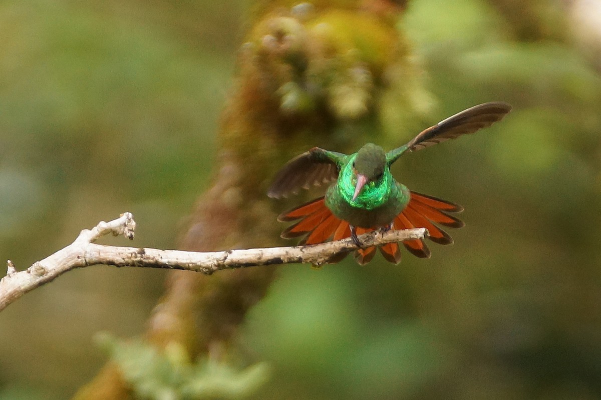 Rufous-tailed Hummingbird - ML65379721