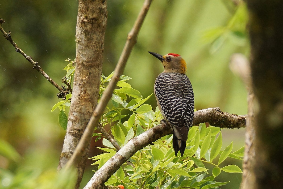 Hoffmann's Woodpecker - Réal Boulet 🦆