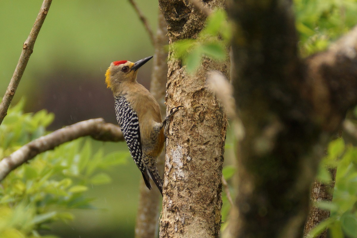 Hoffmann's Woodpecker - ML65380151
