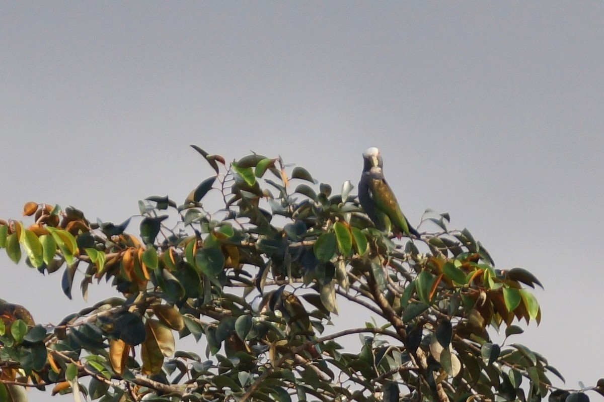 White-crowned Parrot - Réal Boulet 🦆