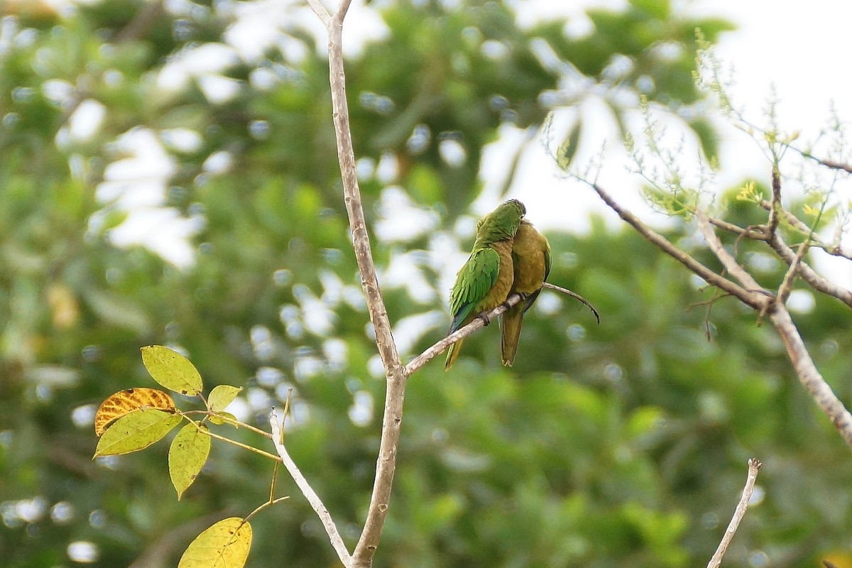 Olive-throated Parakeet - Réal Boulet 🦆