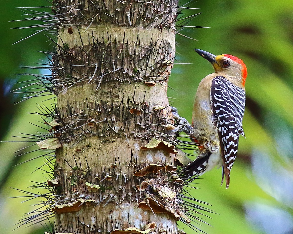 Red-crowned Woodpecker - Ryan Candee