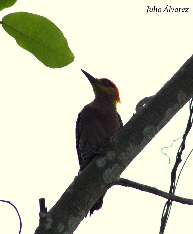Golden-cheeked Woodpecker - ML65384481
