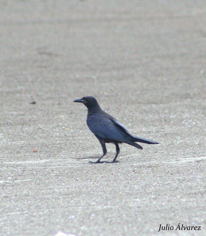 Sinaloa Crow - ML65384901