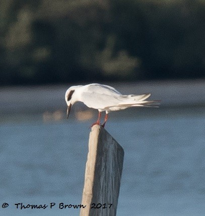 Forster's Tern - Thomas Brown