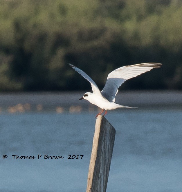 Forster's Tern - Thomas Brown