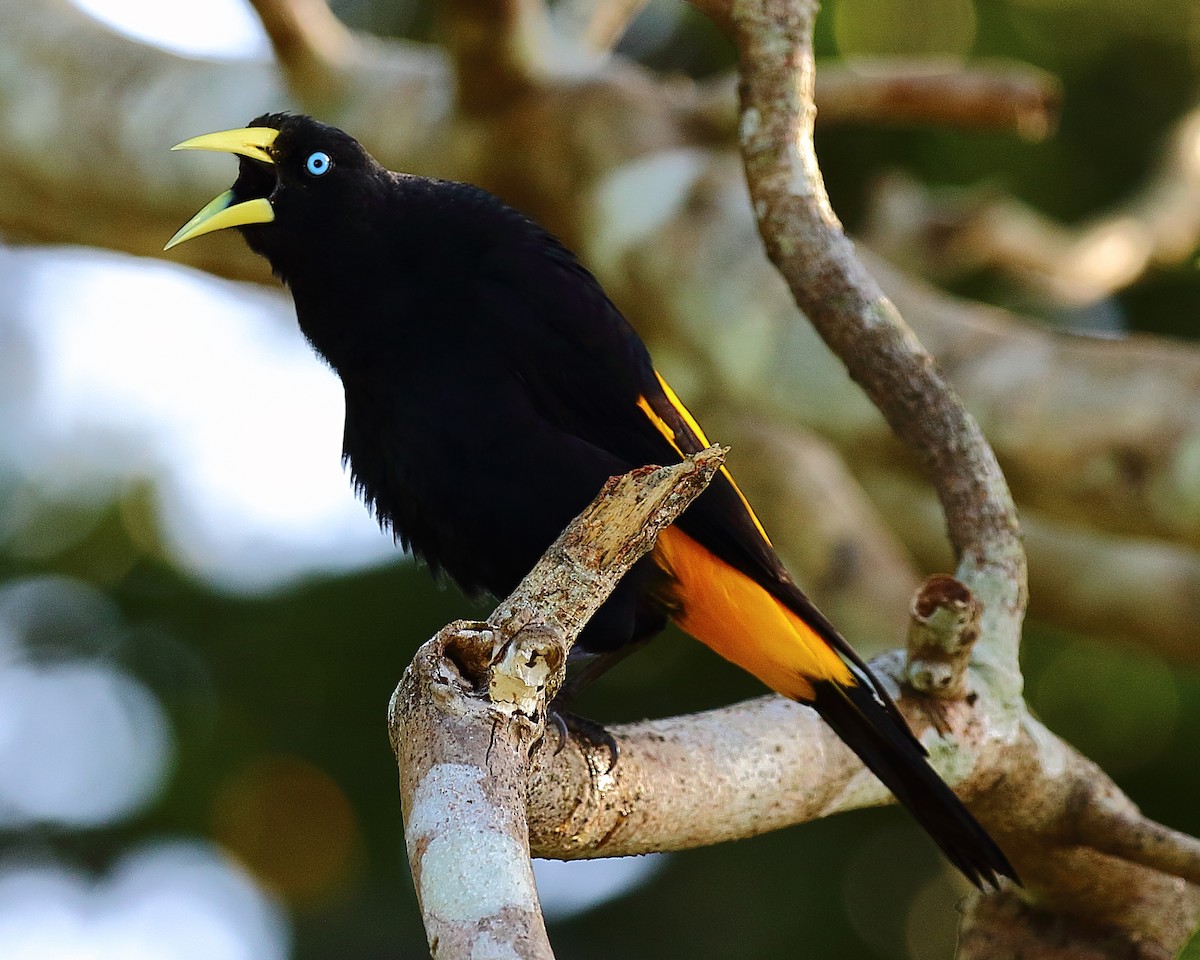 Yellow-rumped Cacique - ML65385781