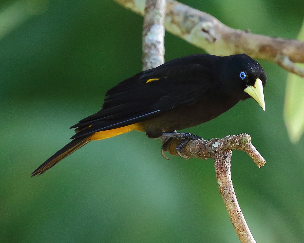 Yellow-rumped Cacique - ML65385821