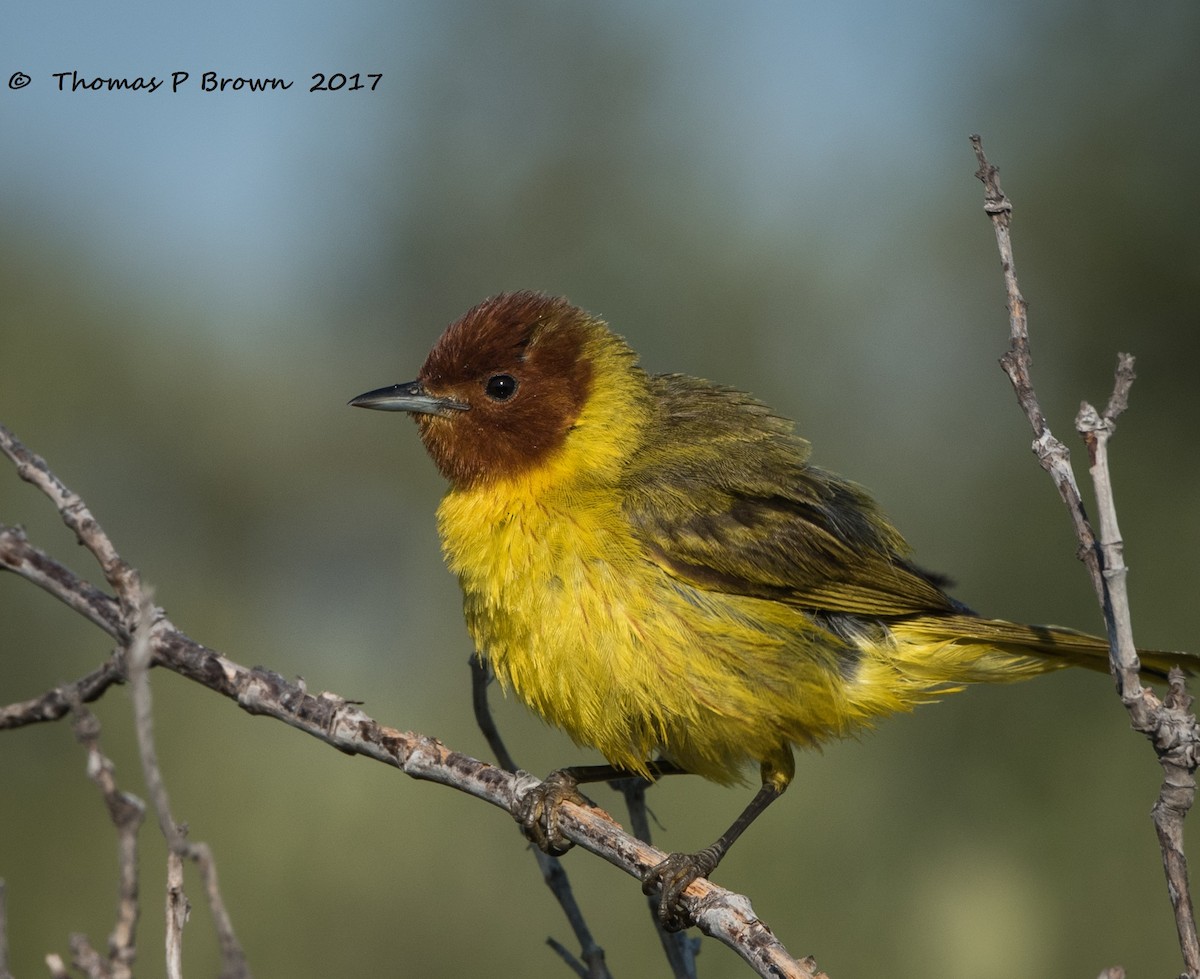 Yellow Warbler (Mangrove) - Thomas Brown