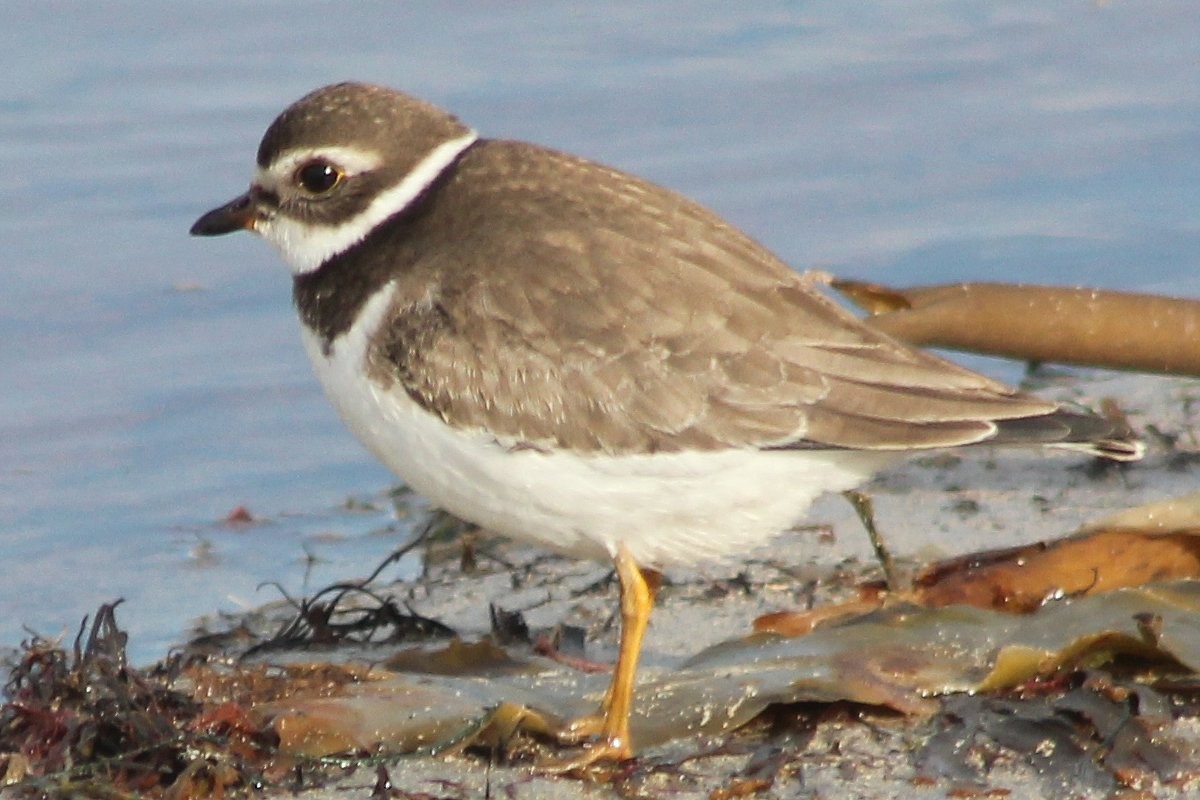 Semipalmated Plover - ML65387021
