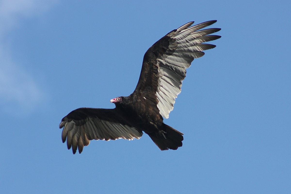 Turkey Vulture - Robert Keereweer