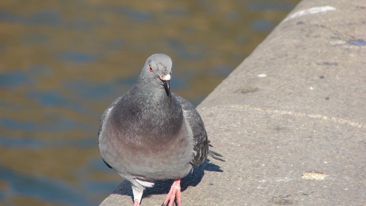 Rock Pigeon (Feral Pigeon) - Deva Migrador