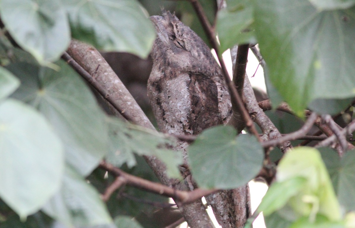 Papuan Frogmouth - ML65387661
