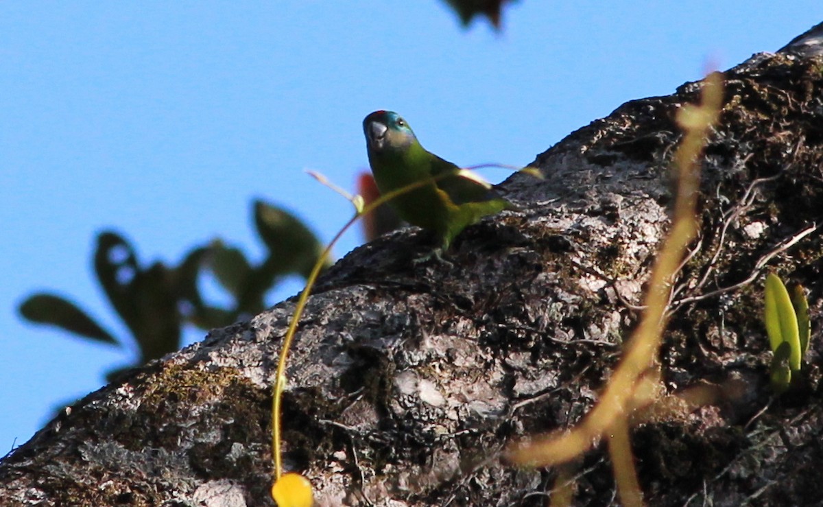 Double-eyed Fig-Parrot - ML65389491