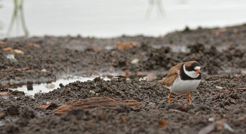 Semipalmated Plover - ML65391591