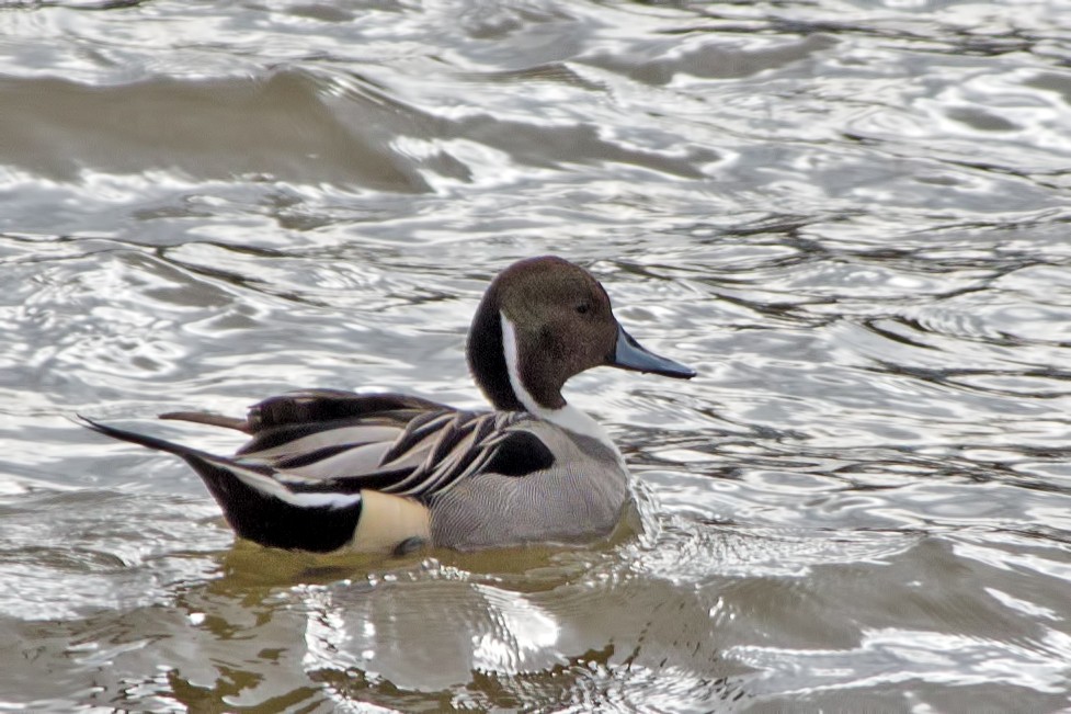 Northern Pintail - Rob Dickerson