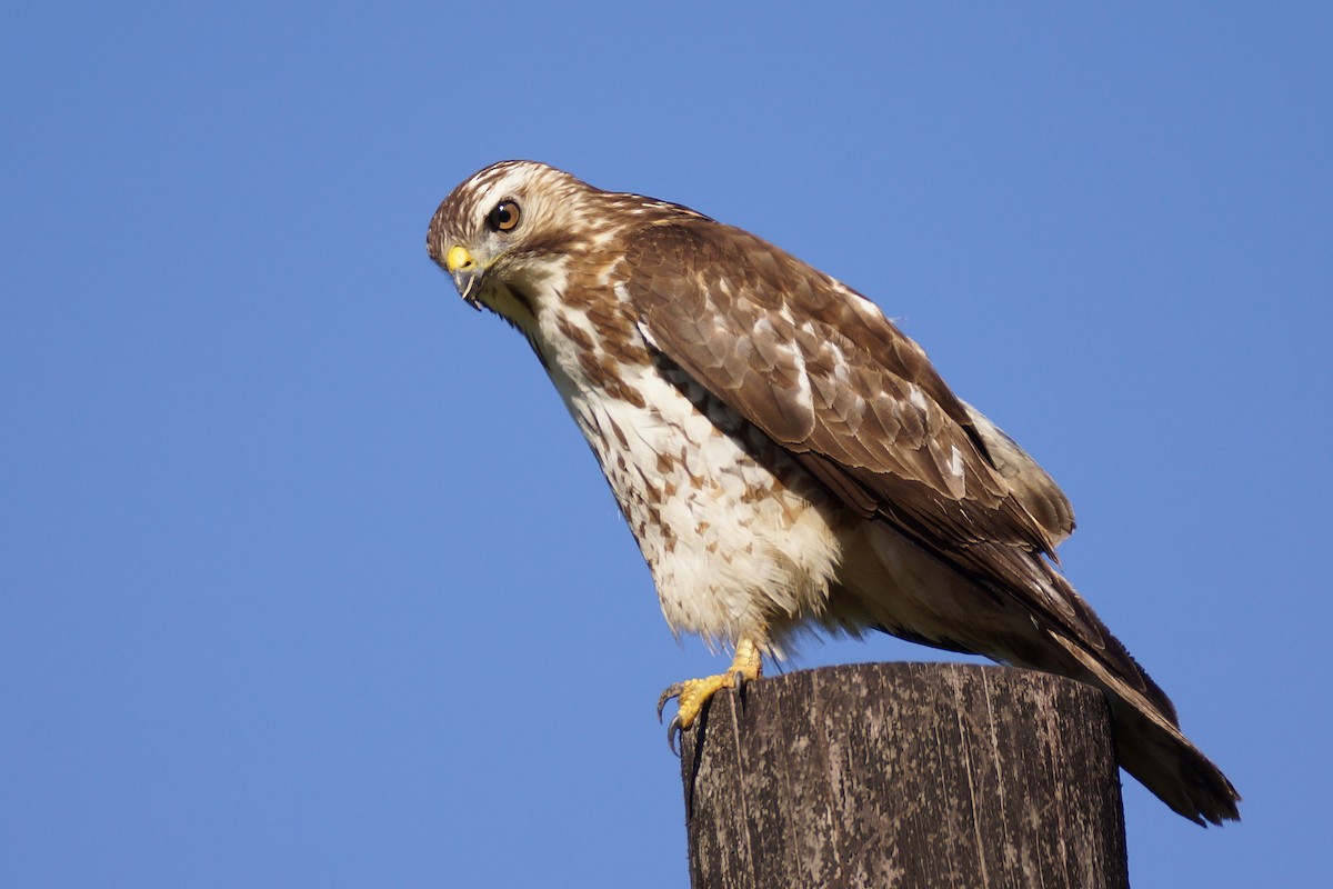 Broad-winged Hawk - Réal Boulet 🦆