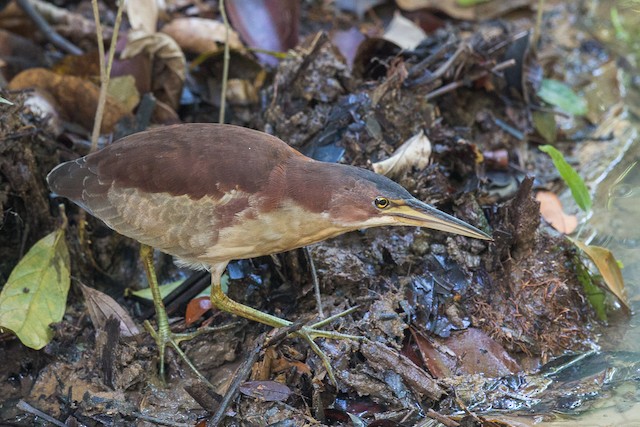 Similar species: Schrenck's Bittern (<em class="SciName notranslate">Ixobrychus eurhythmus</em>). - Schrenck's Bittern - 