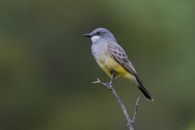 Cassin's Kingbird