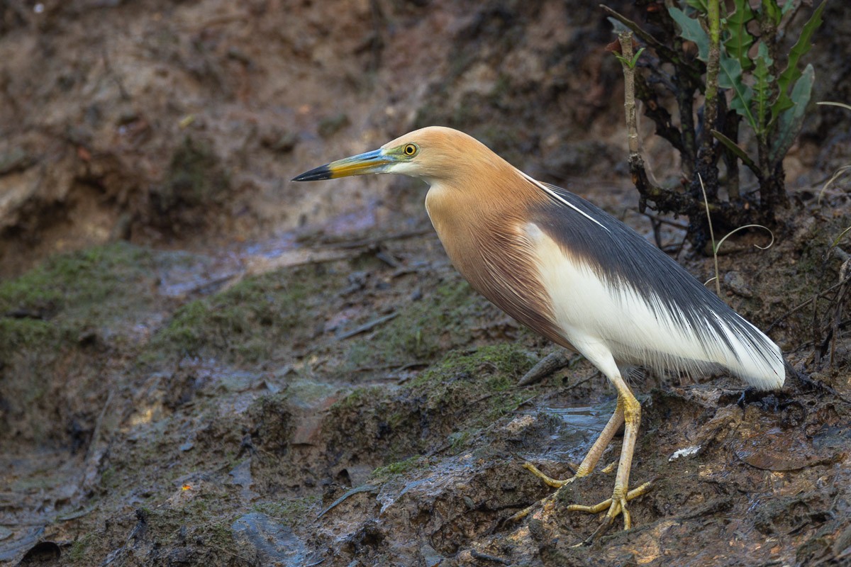 Javan Pond-Heron - ML65394511