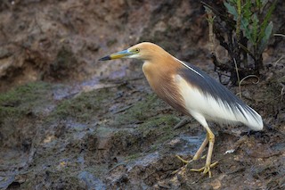  - Javan Pond-Heron