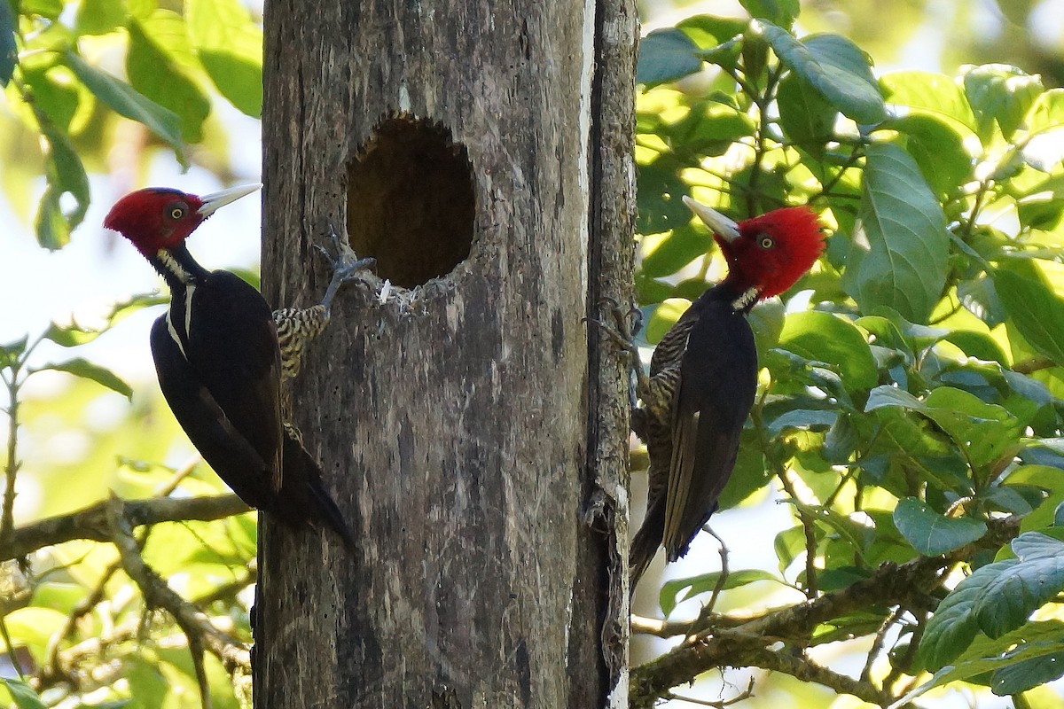 Pale-billed Woodpecker - Réal Boulet 🦆