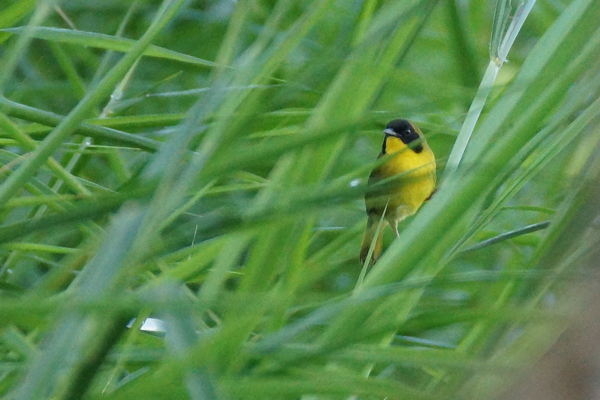 Olive-crowned Yellowthroat - Réal Boulet 🦆