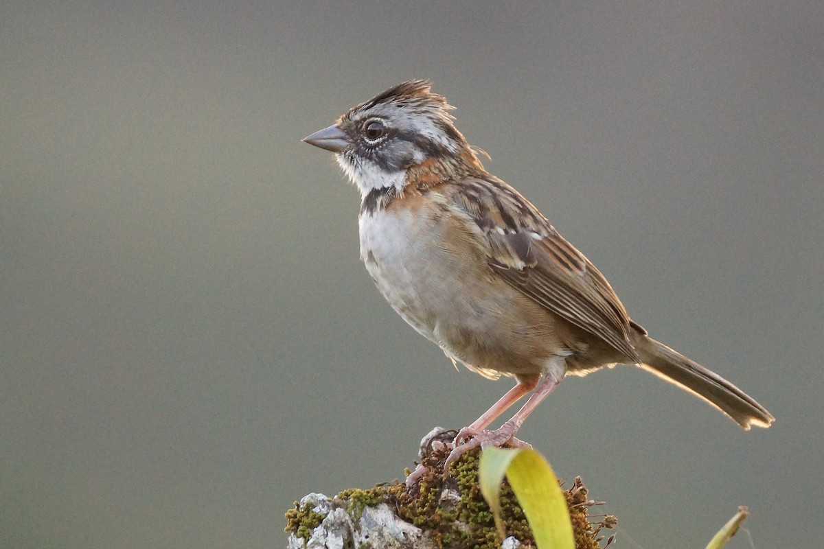 Rufous-collared Sparrow - Réal Boulet 🦆