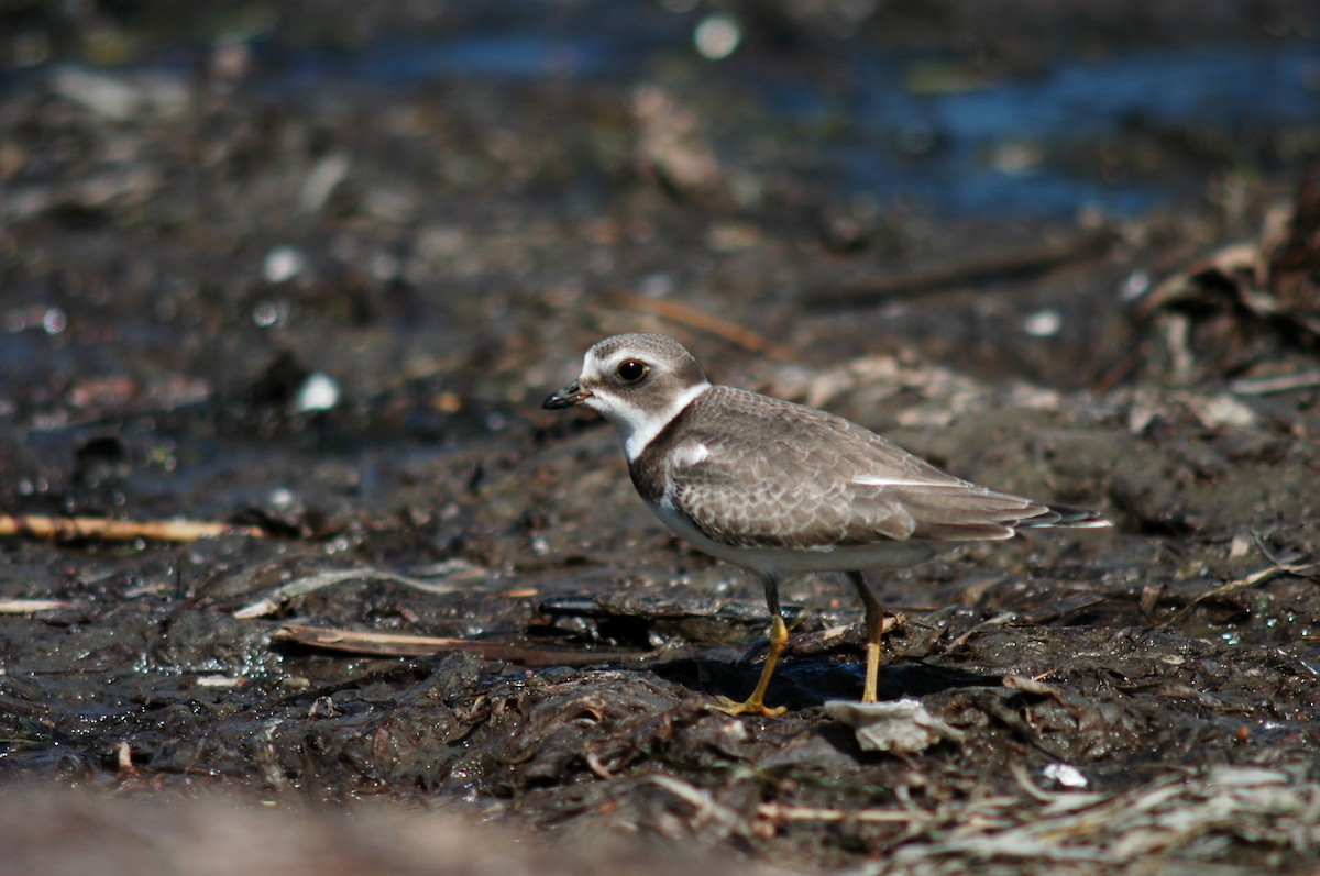 Semipalmated Plover - André Couture